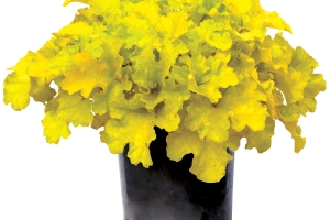 Heuchera 'Lemon Supreme' New 2026